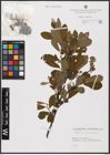 Foto von Salix aurita L. x Salix caprea L.